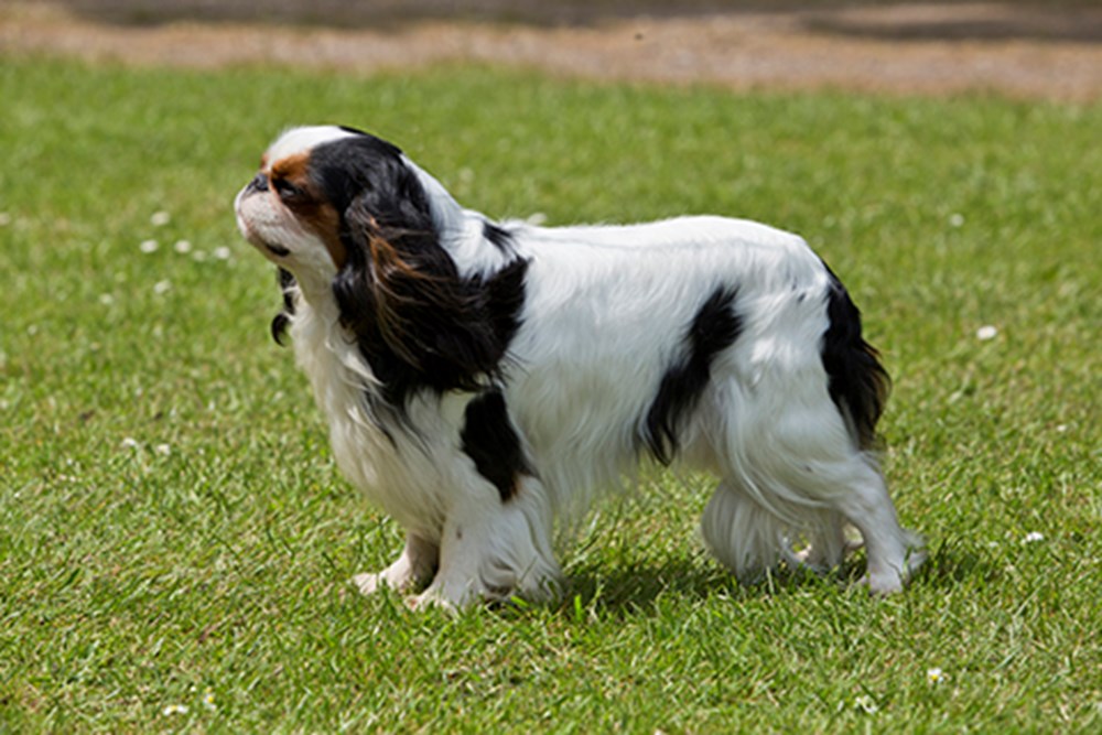 Cavalier King Charles Spaniel