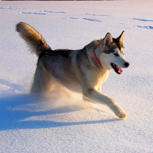 Siberian Husky